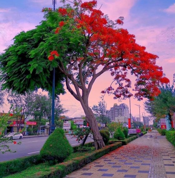 Lô góc Mặt Tiền đường Huỳnh Văn Hớn khu Khang Linh P10 tp Vũng Tàu