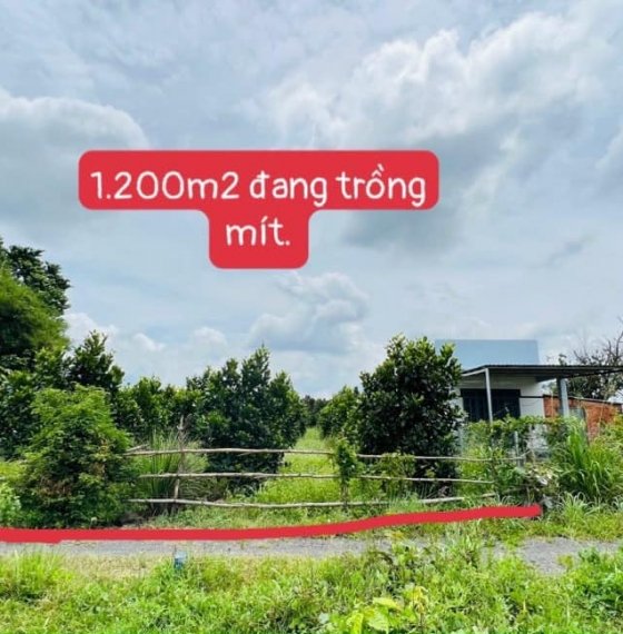 BÁN 1.200 M2 ĐẤT TRỒNG CÂY LÂU NĂM BÌA RIÊNG T TẠI XÃ PHƯỚC LONG THỌ