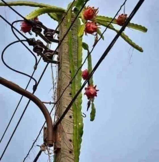 Cần bán lô đất Mt hẻm 772 đường 30 4 P11 TPVT