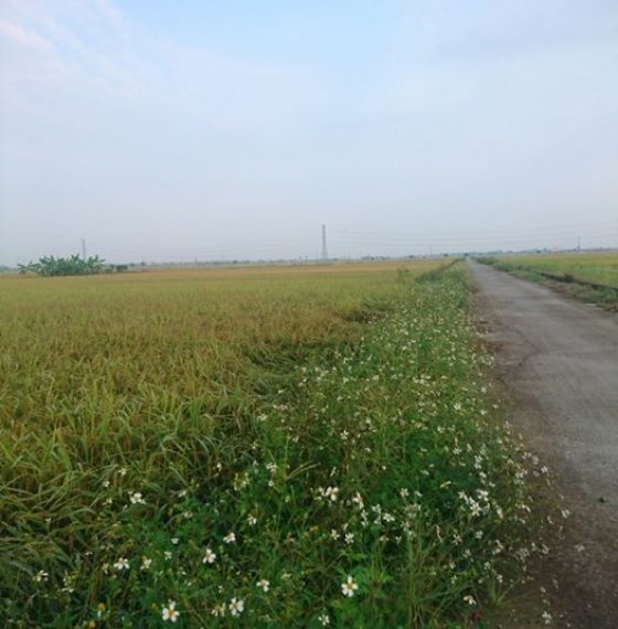 Đất nông nghiệp giấy tờ tay