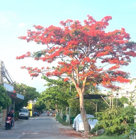 Đất sổ riêng gần khu Khang Linh phường 10 Vũng tàu